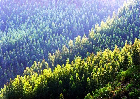 效率提升2倍！广西创新技术赋能让34.2万亩林地确权提速降本