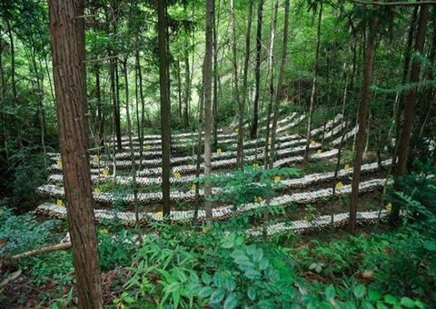 江西森林可持续经营：开创生态美产业兴百姓富协同发展新局面