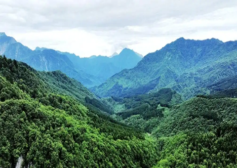 四川雅安：建设“天府森林四库” 推进林下经济发展