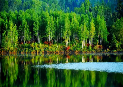 哈尔滨：以林为基兴产业以食为媒惠民生