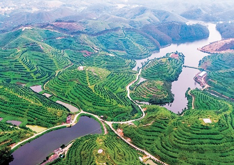 广东颁发首批林业经营收益权证 <br>标志着林地经营权转化为可流转、可融资、可收益的“绿色资本”