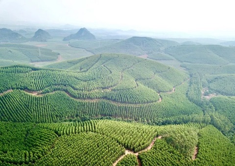 广西创新“五个一”机制推进用地用林并联审批 审批效率提升40%