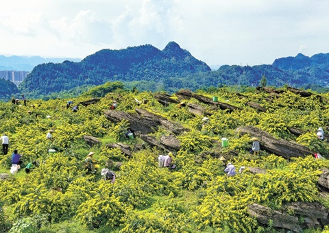 重庆秀山：一朵山银花，绽放19亿元综合产值